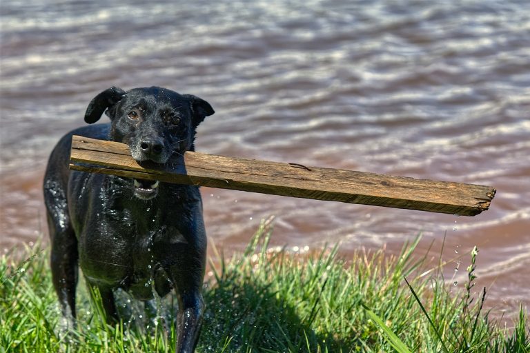 A dog carrying wet wood