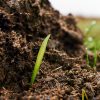 Farm Manure