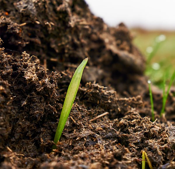 Farm Manure